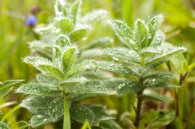 Çiçek çayırında güneşli bir gün. Güzel doğal arkaplan.