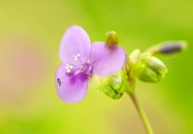 Güzel çiçekli yaz soyut arkaplanı.