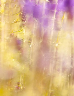 Güzel çiçekli yaz soyut arkaplanı.