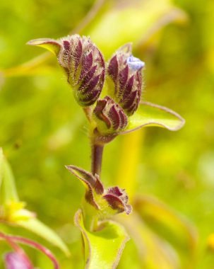 Doğanın güzel çiçekli ve soyut arka planı. Yumuşak yeşil nane arkaplanlı bahar çiçekleri sahnesi.