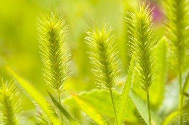 Doğanın güzel çiçekli ve soyut arka planı. Yumuşak yeşil nane arkaplanlı bahar çiçekleri sahnesi.