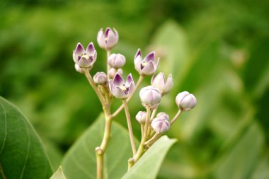 Vahşi bitkiler, doğa arka planı.