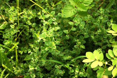 Vahşi bitkiler, doğa arka planı.