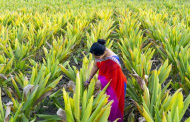 Yeşil zerdeçal tarımsal alanda gözlemleyen kadın.