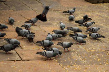 Bir sürü güvercin yemek için Amber Kalesi, Hindistan 'ın önünde toplanıyor.