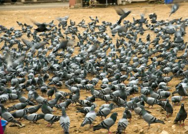Bir sürü güvercin yemek için Amber Kalesi, Hindistan 'ın önünde toplanıyor.