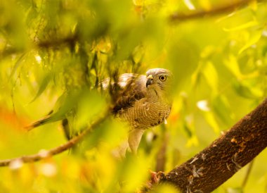 Kartal yeni yakalanmış bir kuşu yiyor..