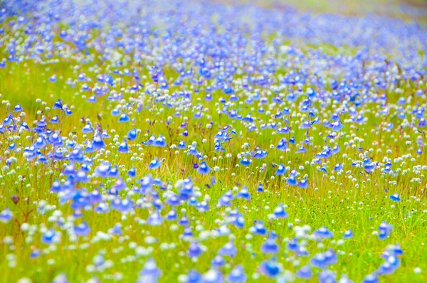 Belles Fleurs Sauvages Dans Une Prairie Fond Fleurs — Photo