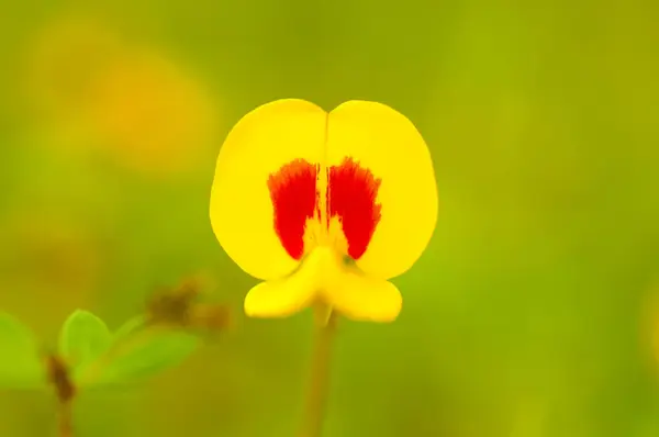 Krásné Květinové Jaro Abstraktní Pozadí Přírody Jarní Kvetoucí Louka — Stock fotografie