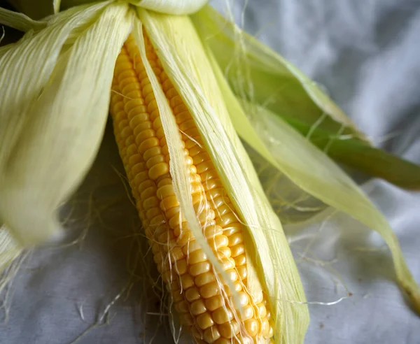 Słodkie Kolby Kukurydzy Białym Tle — Zdjęcie stockowe