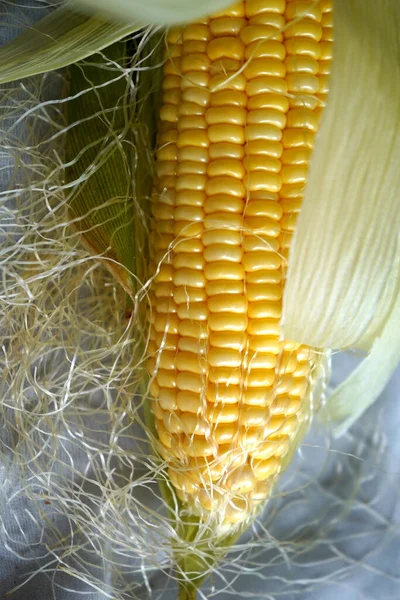 Sweet Corn Cobs White Background — Stock Photo, Image