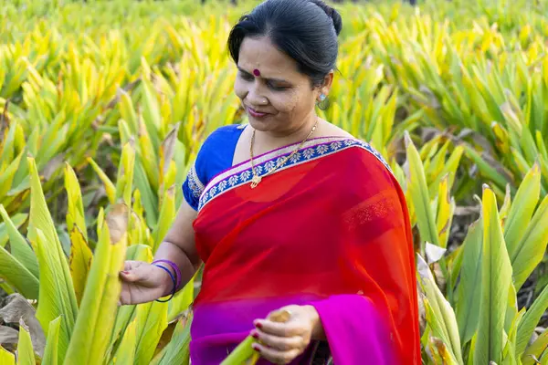Donna Osservando Nel Campo Dell Agricoltura Verde Curcuma — Foto Stock