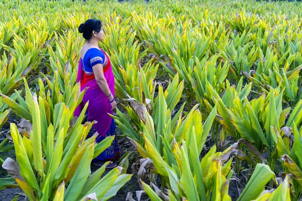 Woman observing in green turmeric agriculture field.