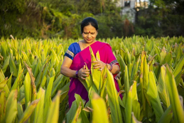 Woman observing in green turmeric agriculture field.