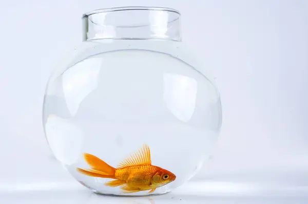 Goldfish Uma Bela Tigela Peixe Redondo — Fotografia de Stock