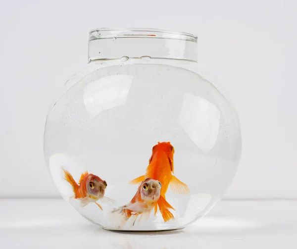 Goldfish in a beautiful round fish bowl.