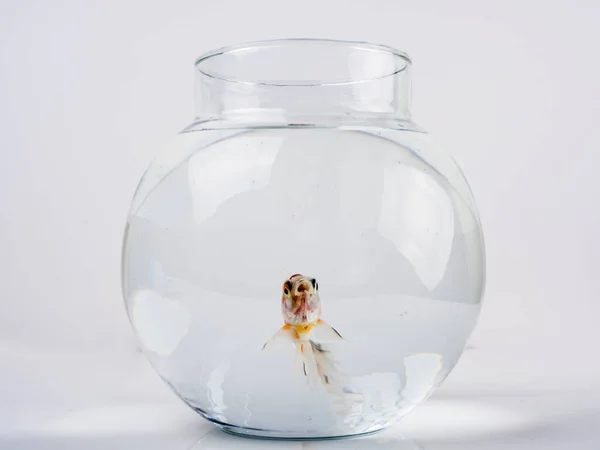 Золота Рибка Красивій Круглої Рибній Мисці — стокове фото