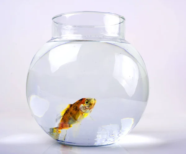 Золотая Рыбка Красивой Круглой Аквариуме — стоковое фото