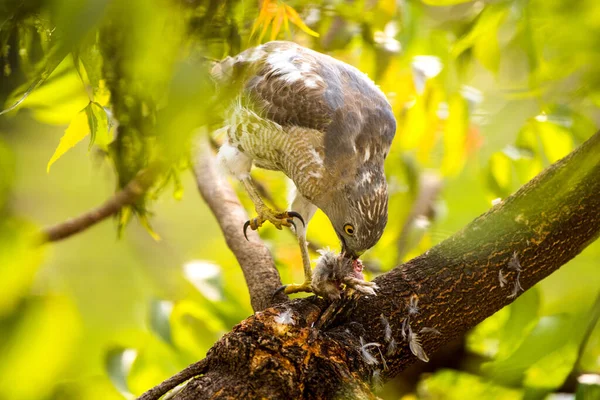 Águia Comendo Pássaro Recém Pego — Fotografia de Stock