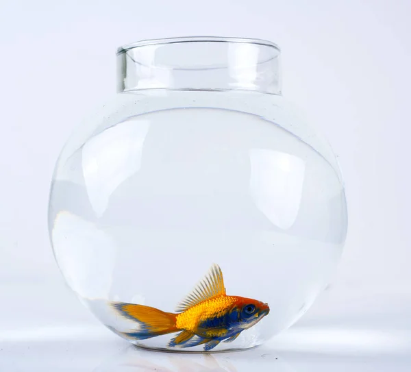 Goldfish Beautiful Fish Bowl Stock Picture