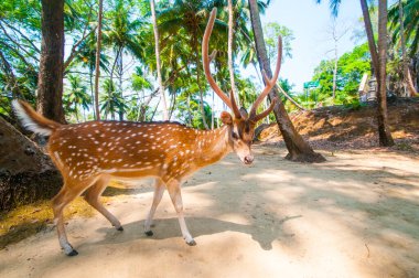 Ross Adası, Andaman ve Nicobar 'da benekli geyik.