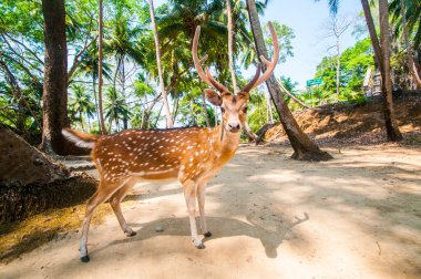 Ross Adası, Andaman ve Nicobar 'da benekli geyik.
