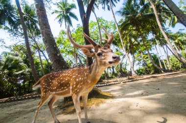 Ross Adası, Andaman ve Nicobar 'da benekli geyik.