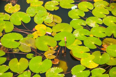 pembe lotus çiçeği veya gölet üzerinde çiçek açmış nilüfer çiçekleri