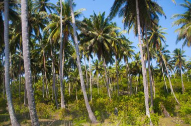 Güzel hindistan cevizi palmiyesi çiftliği