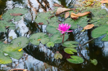 pembe lotus çiçeği veya gölet üzerinde çiçek açmış nilüfer çiçekleri