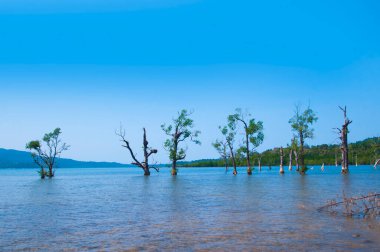 Muhteşem bir sahil manzarası, deniz suyunda güzel bir ağaç, Andaman & Nicobar Adaları.