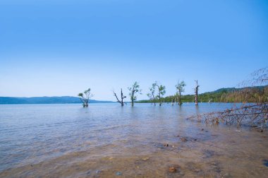 Muhteşem bir sahil manzarası, deniz suyunda güzel bir ağaç, Andaman & Nicobar Adaları.