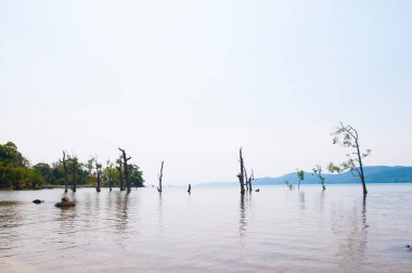 Muhteşem bir sahil manzarası, deniz suyunda güzel bir ağaç, Andaman & Nicobar Adaları.