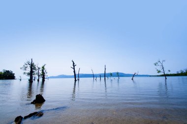 Muhteşem bir sahil manzarası, deniz suyunda güzel bir ağaç, Andaman & Nicobar Adaları.