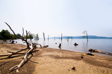 Jolly Buoy Sahili 'nin göz kamaştırıcı manzarası, Andaman & Nicobar Adaları sahilinde uzanan güzel bir ağaç.