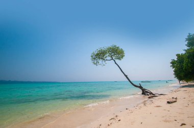 Havelock Adası, Andaman ve Nicobar, Hindistan Vijaynagar kumsalda mangrov ağaca