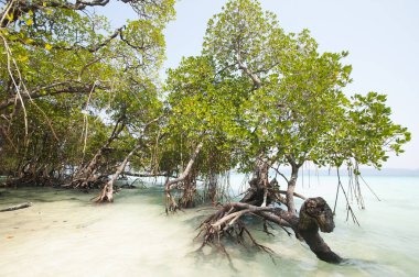 Havelock Adası Sahili, deniz suyunda güzel bir ağaç, Andaman & Nicobar Adaları.