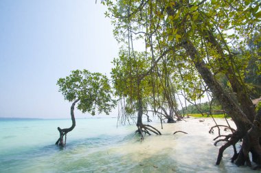 Andaman ve Nicobar Adaları Plajı, Hindistan
