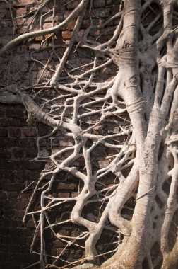 Eski ağaç kökleri duvarlarla kaplı. Soyut Arkaplan