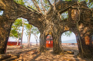 Terk edilmiş koloni mimarisi Ross Adası, Andaman ve Nicobar takımadalarında büyük ağaç kökleri ile kaplıydı.