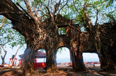 Terk edilmiş koloni mimarisi Ross Adası, Andaman ve Nicobar takımadalarında büyük ağaç kökleri ile kaplıydı.