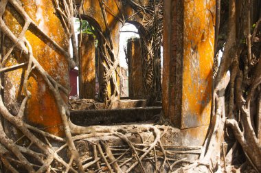 Eski ağaç kökleri duvarlarla kaplı. Soyut Arkaplan