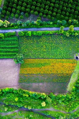 Hindistan 'da bir marigold tarlasının havadan görünüşü..