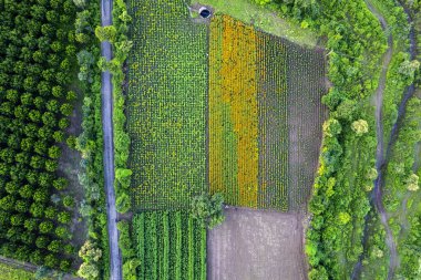 Hindistan 'da bir marigold tarlasının havadan görünüşü..