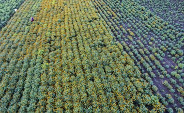 Hindistan 'da bir marigold tarlasının havadan görünüşü..