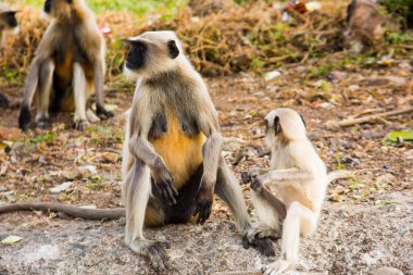 Hindistan kırsalında gri langur maymunları.