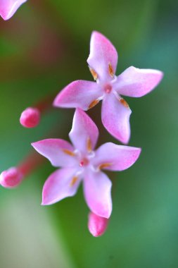 Doğanın soyut arkaplanı