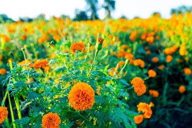 Bitki yeşilinin arkaplanı.