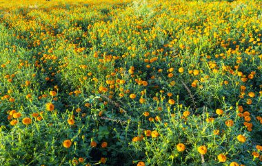 Hindistan 'da bir marigold tarlasının havadan görünüşü..