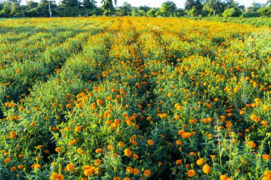 Hindistan 'da bir marigold tarlasının havadan görünüşü..